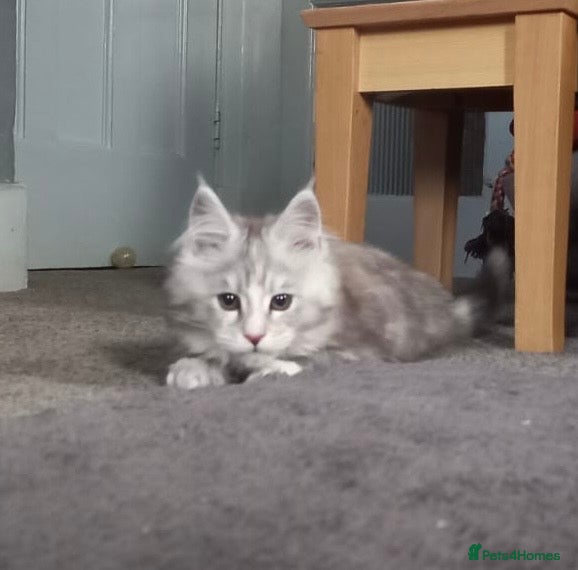 Maine Coon cats Tica Registered female Maine Coon kitten - Advert 17