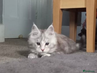 Maine Coon cats Tica Registered female Maine Coon kitten - Advert 17