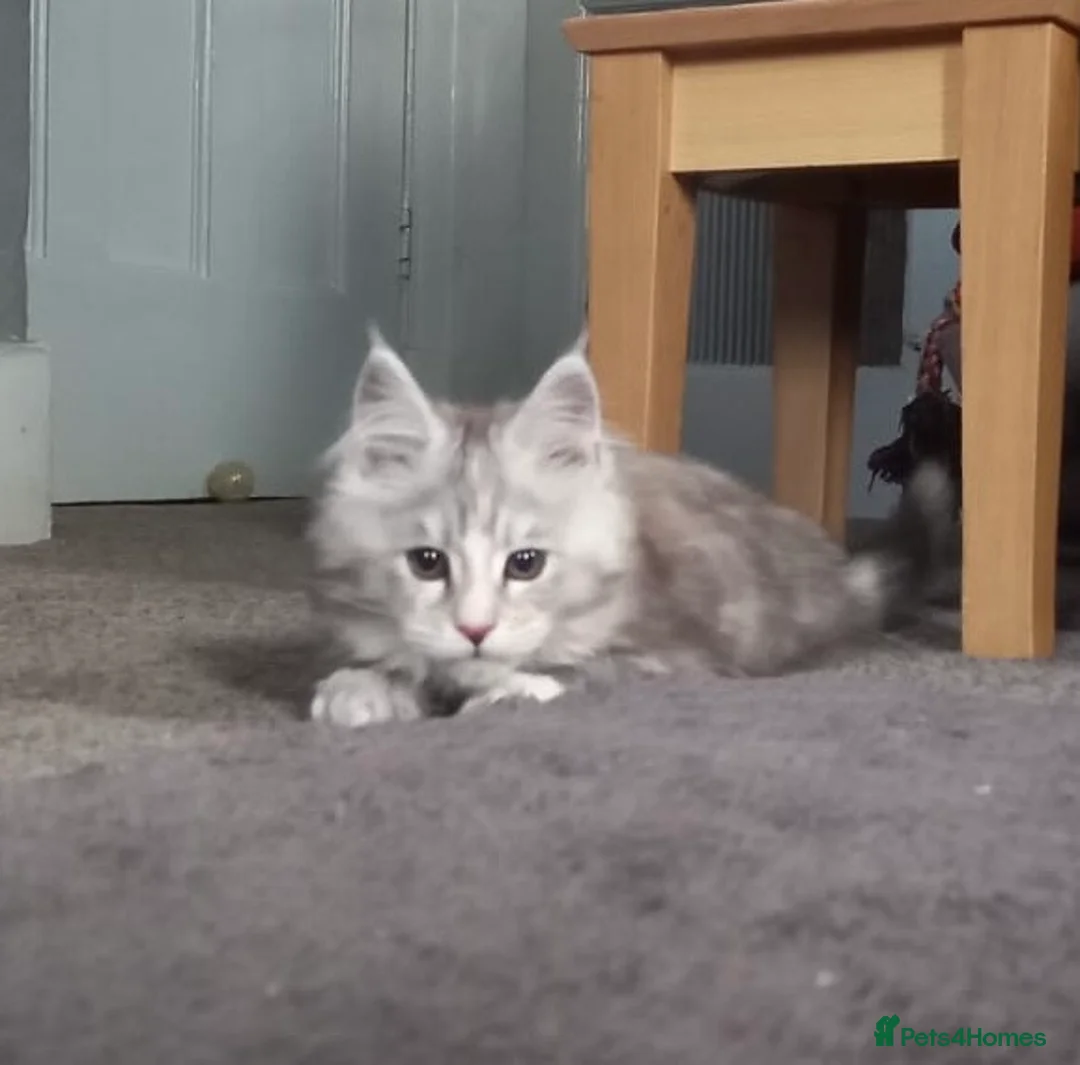 Maine Coon cats for sale: Tica Registered female Maine Coon kittens - Advert 7