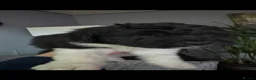 Mixed Breed dogs for sale:  bernedoodles - Advert 14