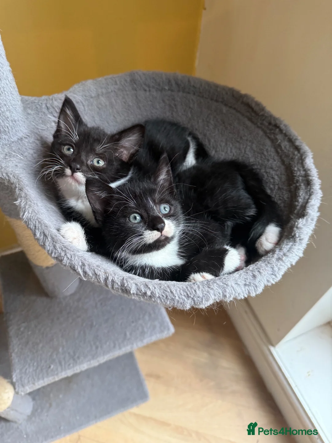 Domestic Shorthair cats for sale: 5 Beautiful Kittens Looking for Homes  - Advert 2