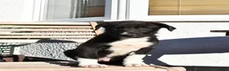 Border Collie dogs for sale: Border Collie Puppies  in Colwyn Bay - Advert 3