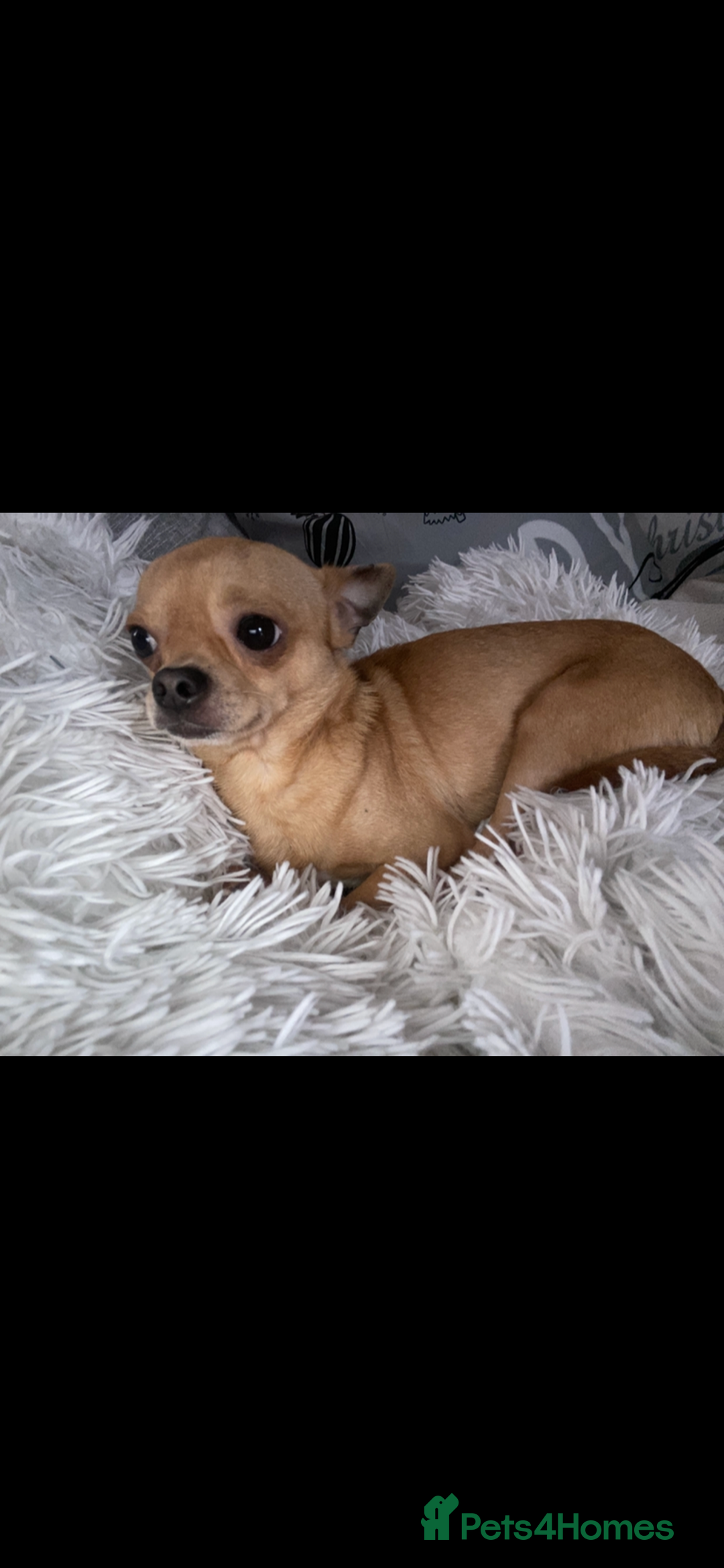Chihuahua dogs for sale: Tiny Fawn Male Chihuahua  - Advert 2