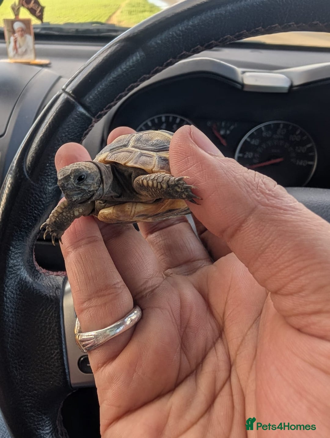 Tortoise reptiles for sale: Spur Thigh Tortoise  - Advert 6