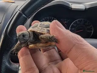 Tortoise reptiles Spur Thigh Tortoise trusted by many happy customer - Advert 1