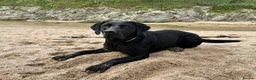 Labrador Retriever dogs for sale: Kennel Club Registered Labrador Retriever Puppies  in Southam - Advert 1