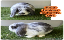 Mini Lop rabbits for sale: Beautiful, friendly mini lops  - Image 15