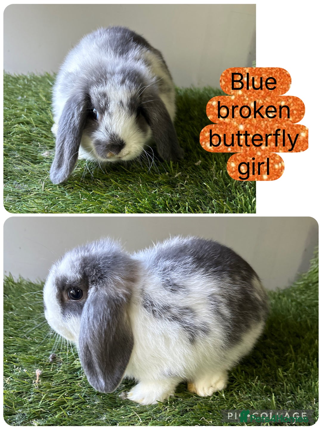 Mini Lop rabbits for sale: Beautiful, friendly mini lops  - Image 15