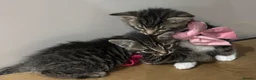 Mixed Breed cats for sale: 5 beautiful tabby kittens  - Advert 6