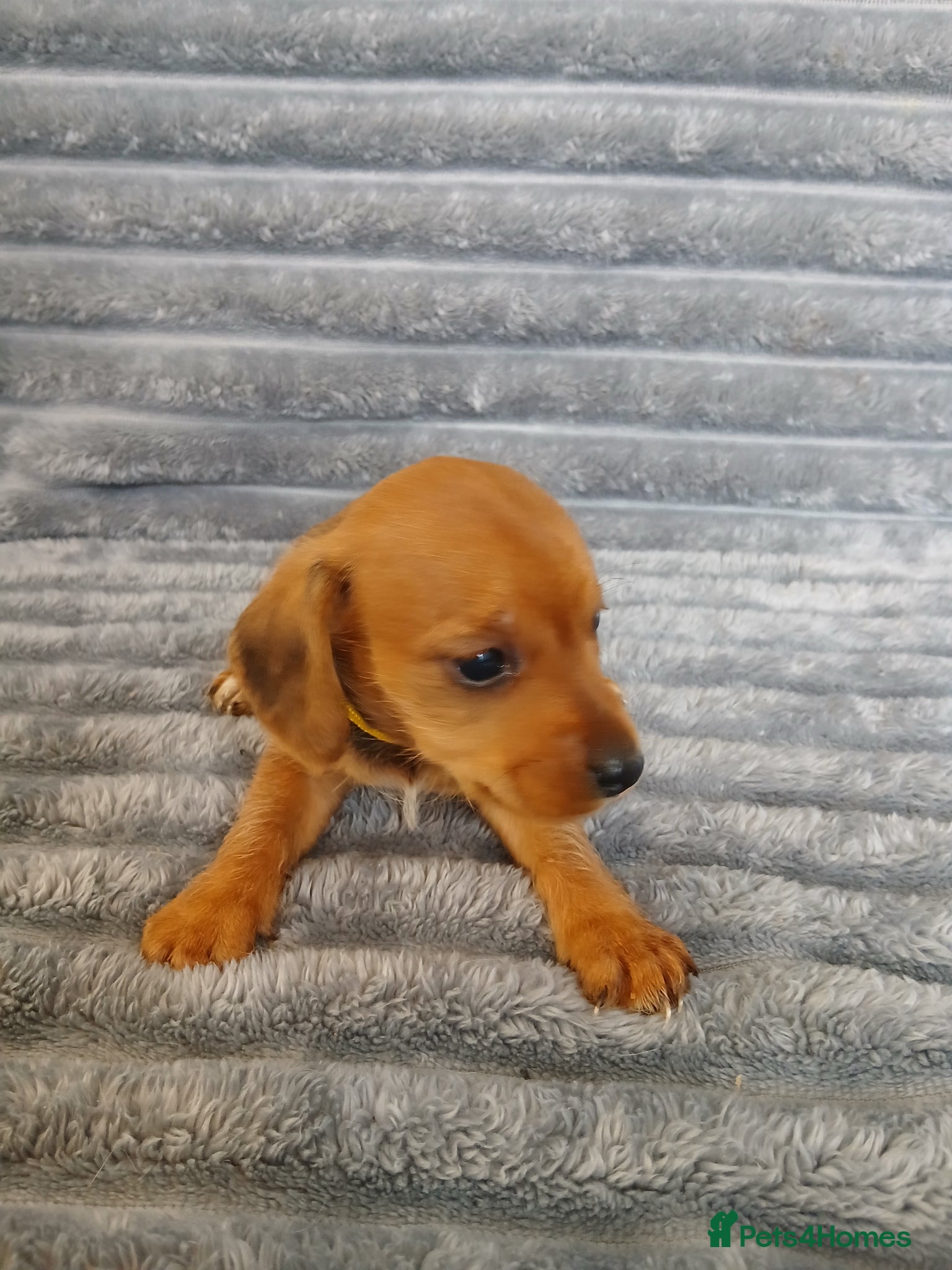 Mixed Breed dogs for sale: 8 dachshund x jack Russel puppies  in Henfield - Advert 10