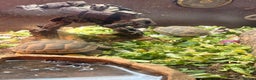Tortoise reptiles for sale: 4 spur thigh tortoise plus set up  - Advert 4