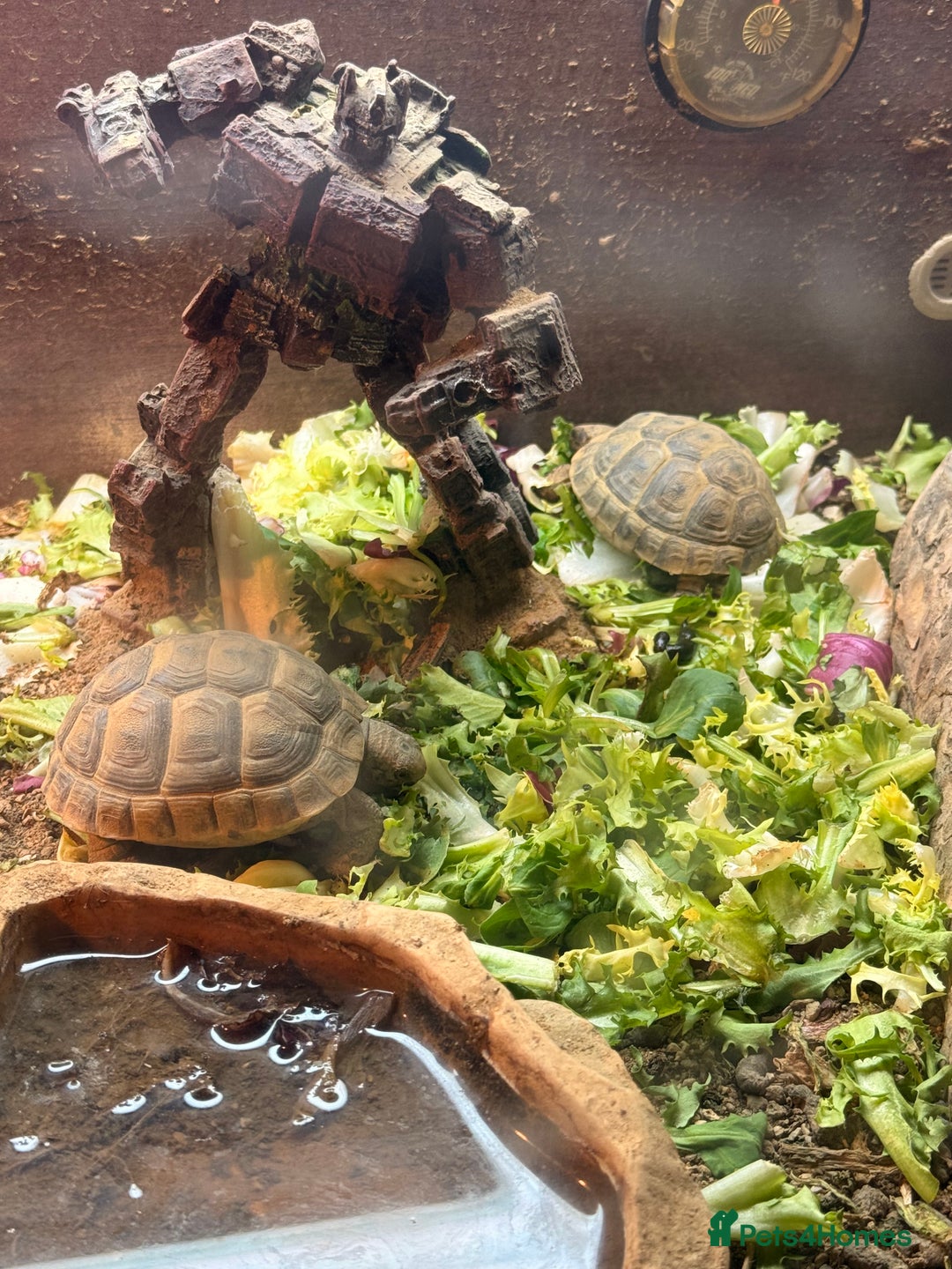 Tortoise reptiles for sale: 4 spur thigh tortoise plus set up  - Advert 4