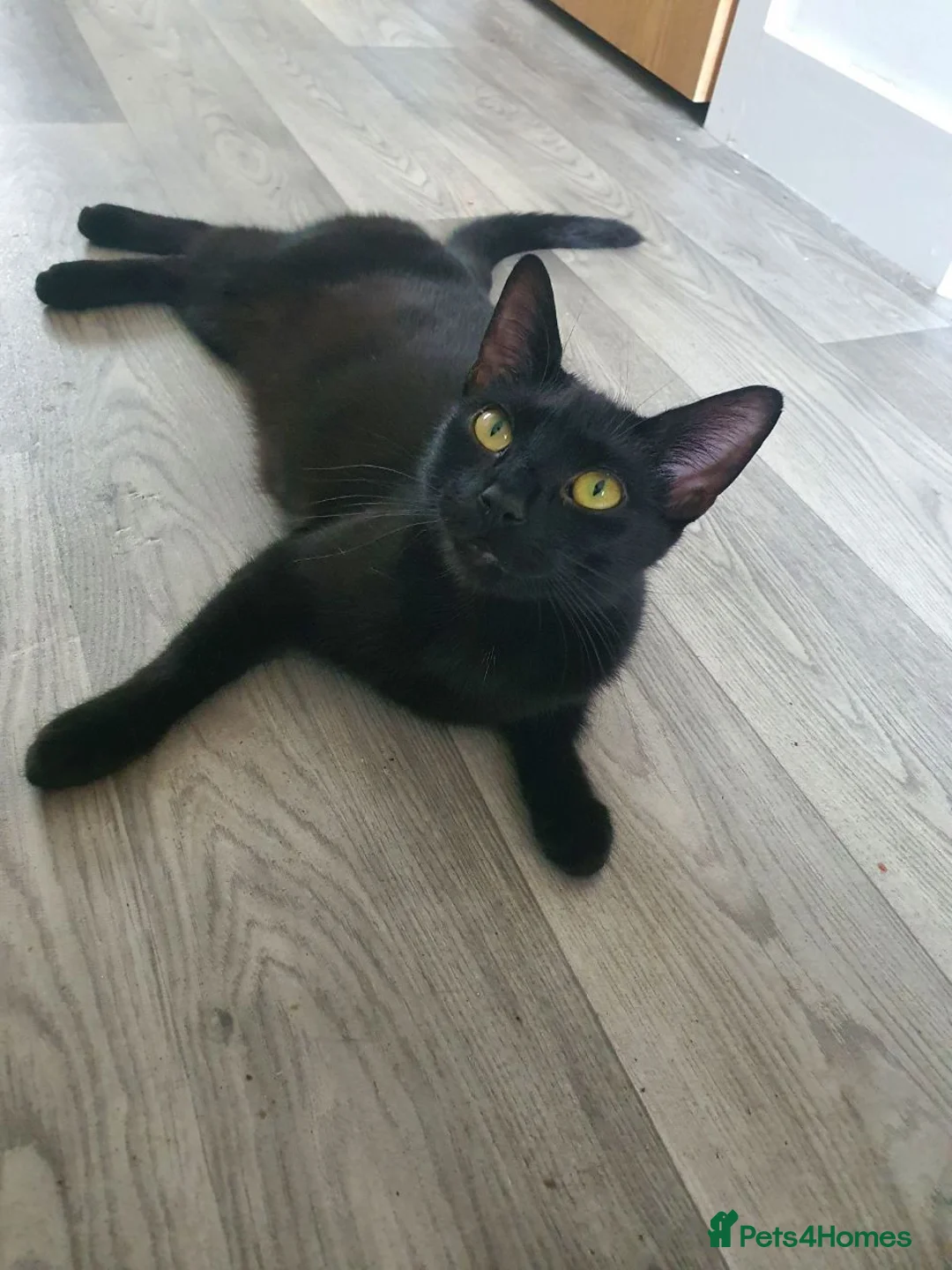 Mixed Breed cats for sale: 2 Boys - Advert 1