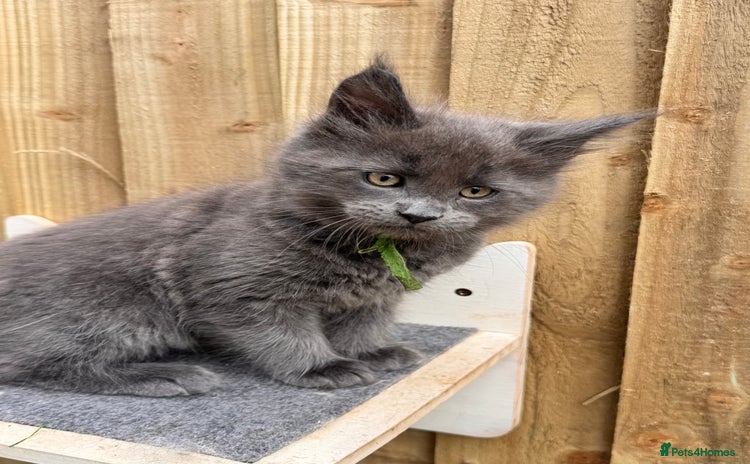 Maine Coon cats - Advert 12