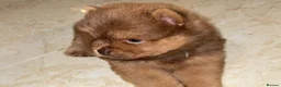 Chow Chow dogs for sale: Exceptional Chow Chow Puppies available in Bournemouth - Advert 2