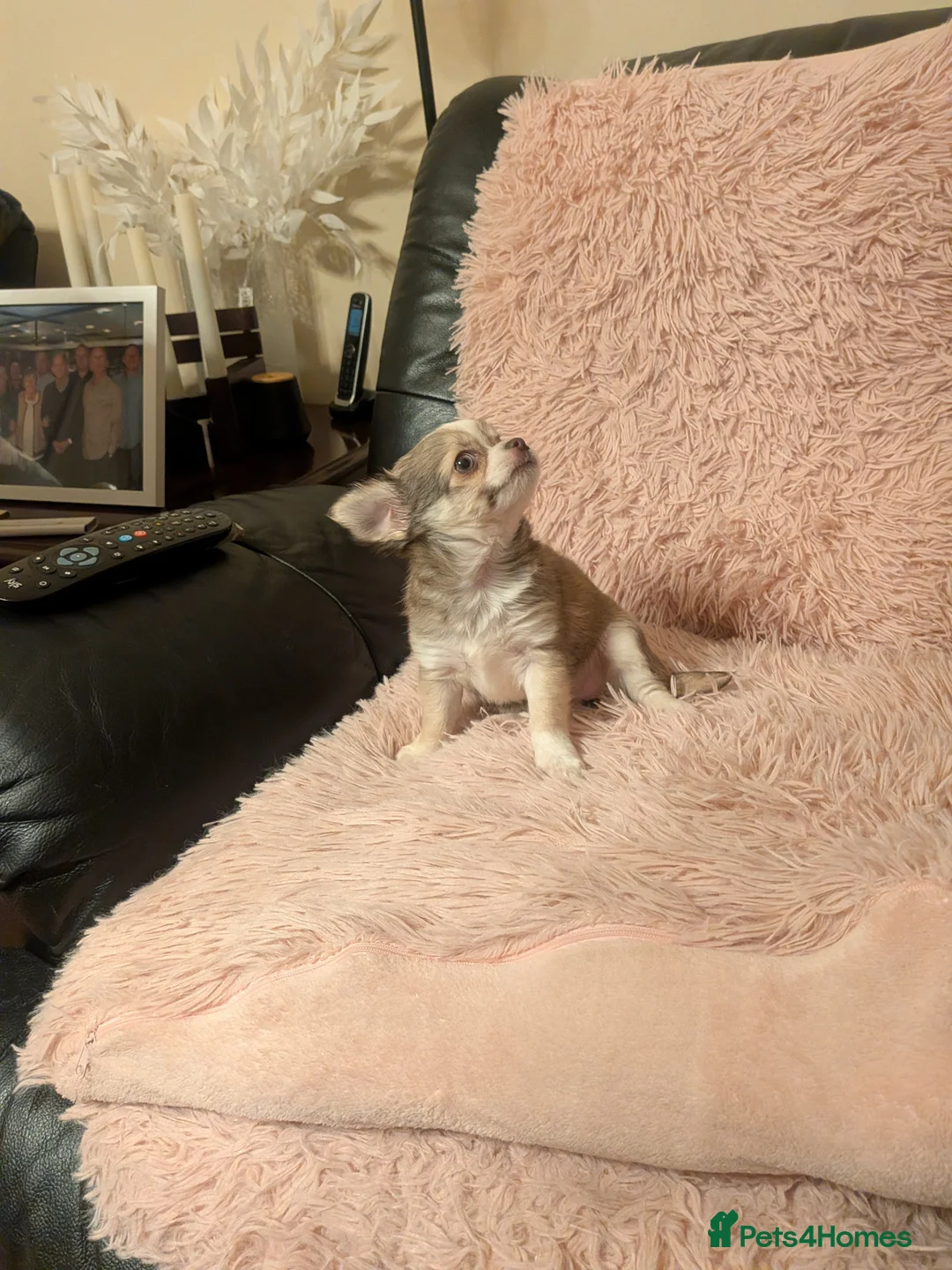 Chihuahua dogs for sale: Beautiful Green eyes Chihuahua  - Advert 2