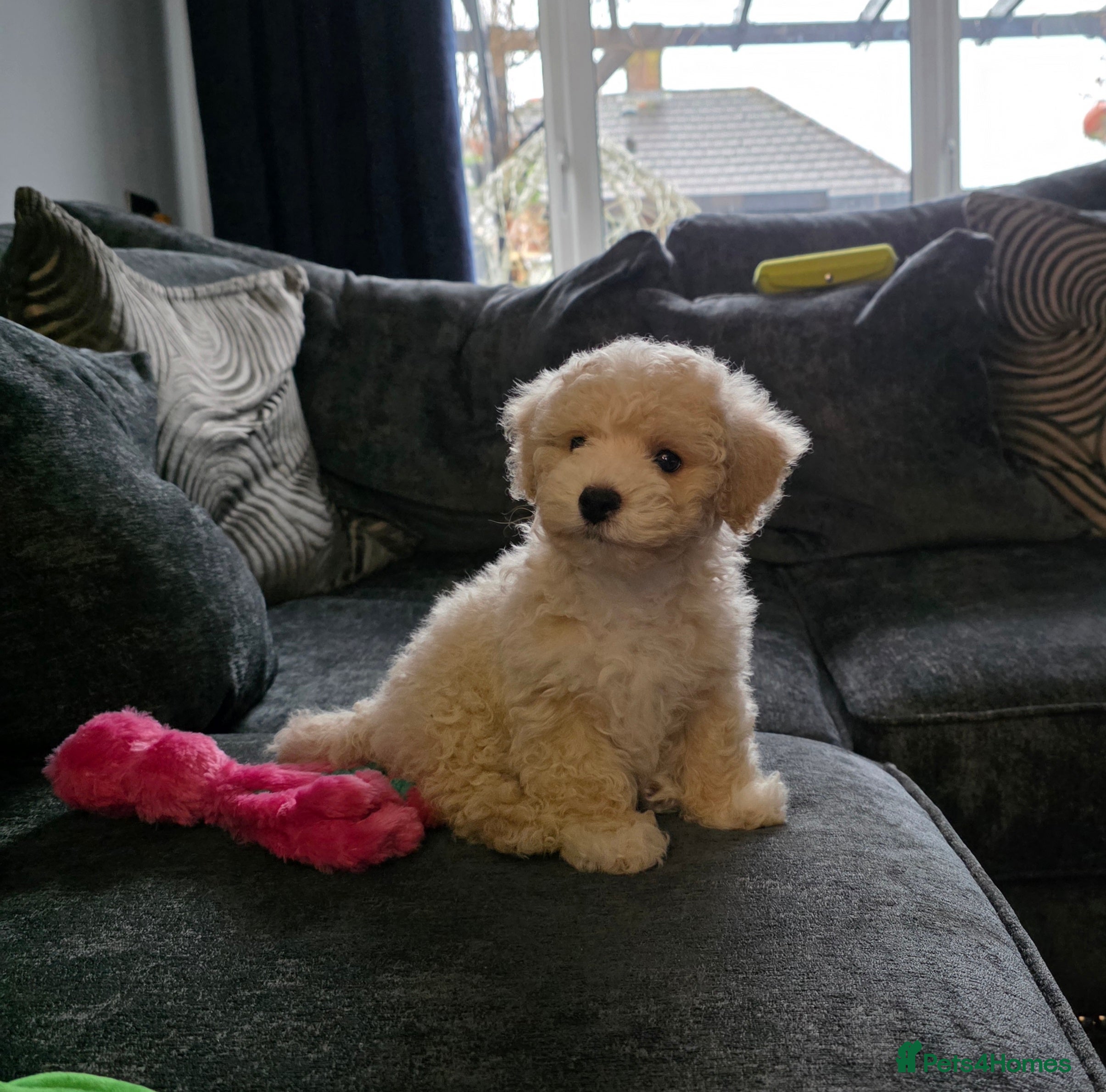 Maltipoo dogs Maltipoo 10weeks old - Advert 13