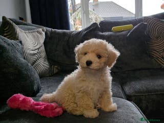 Maltipoo dogs Maltipoo 10weeks old - Advert 9