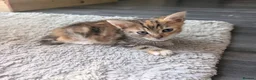 Mixed Breed cats for sale: Kitten  - Advert 3