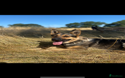 German Shepherd dogs for sale: German shepherd x Belgian malinois puppies - Image 3