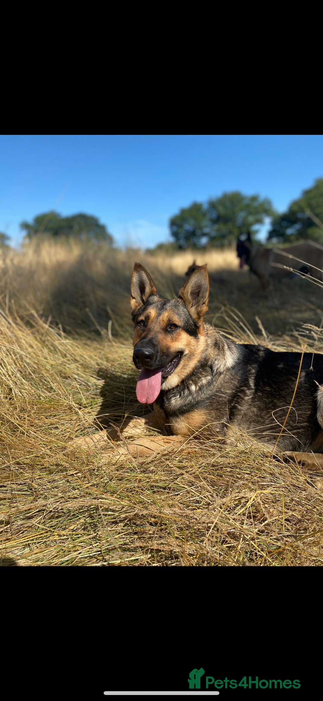 German Shepherd dogs for sale: German shepherd x Belgian malinois puppies - Image 3