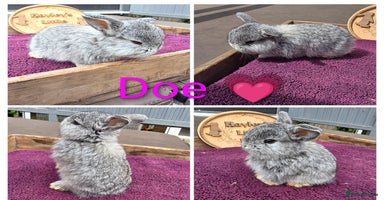 Mini Lop rabbits - Advert 5