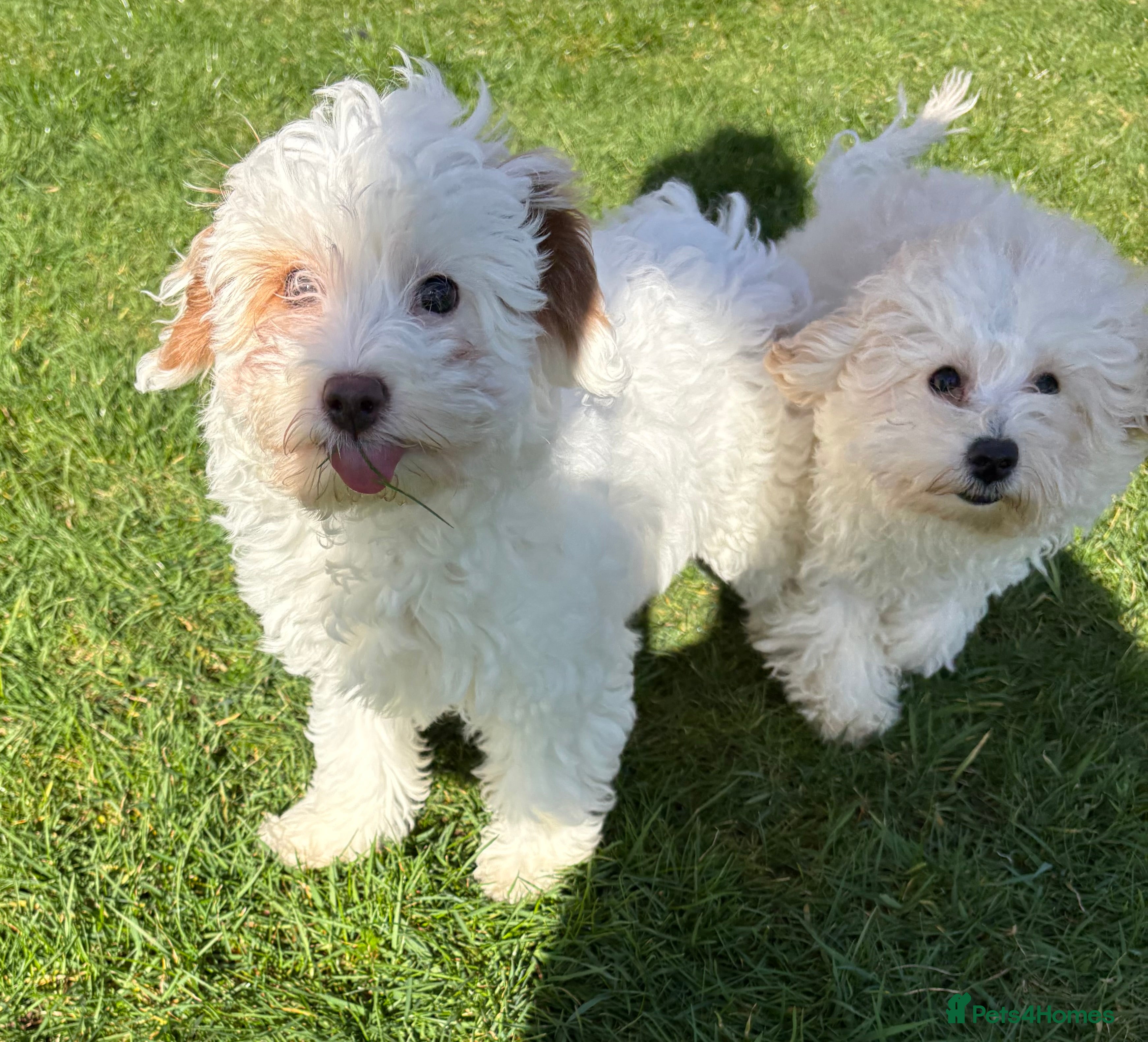 Cavapoochon dogs Cavapoochon puppies  - Advert 11