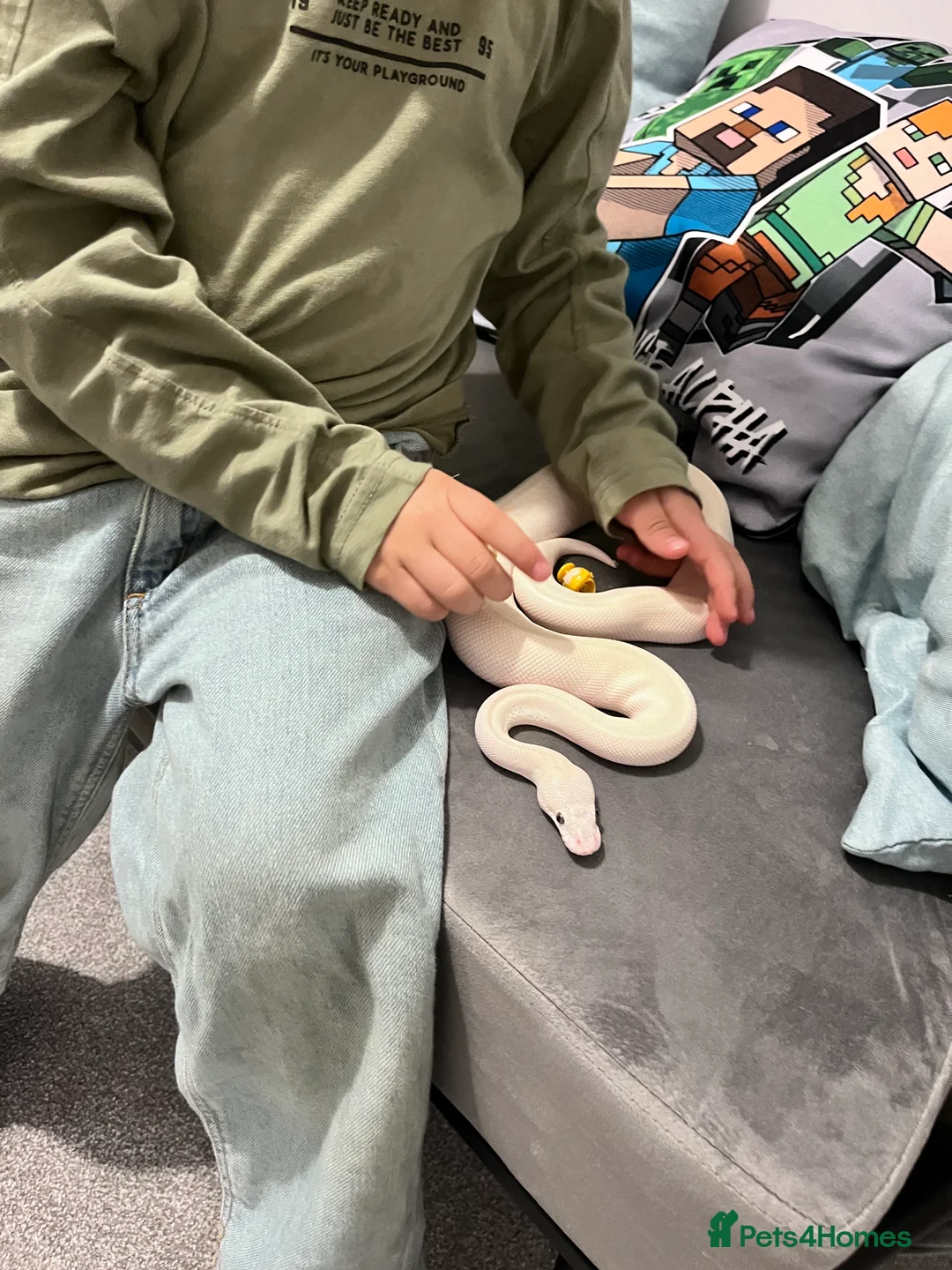 Python Snake reptiles for sale: Female Albino Royal Python – Healthy & Calm in Ramsgate - Advert 5