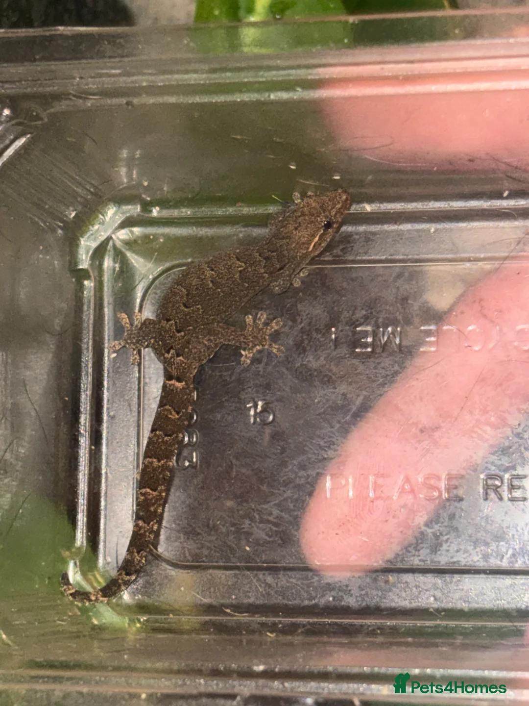 Mixed Breed reptiles for sale: Reptile bundle for sale - Advert 7