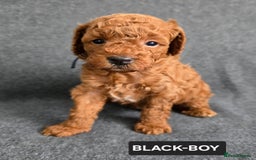 Toy Poodle dogs for sale: STUNNING RED TOY POODLE 🤩🐶 - Image 21