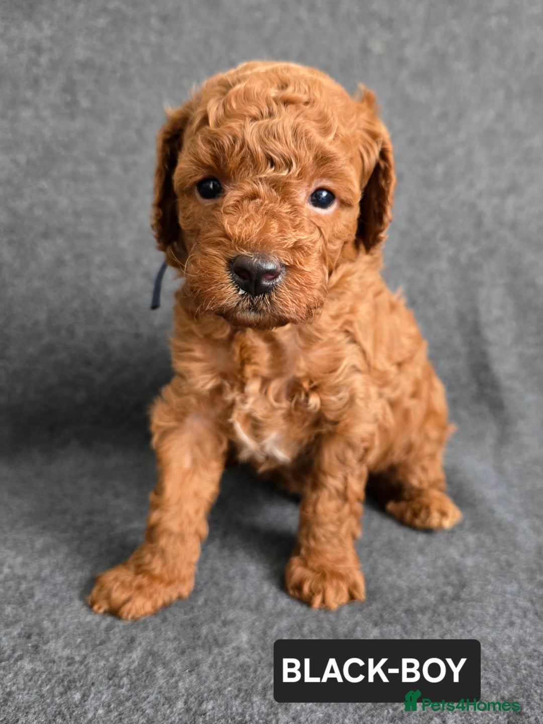 Toy Poodle dogs for sale: STUNNING RED TOY POODLE 🤩🐶 - Image 21