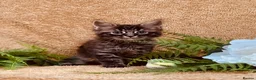 Norwegian Forest Cat cats for sale: STUNNING WEDGIE BOYS AVAILABLE  - Advert 5