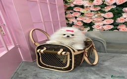 Pomeranian dogs for sale: Tiny white Pomeranian girl Russian import - Image 4