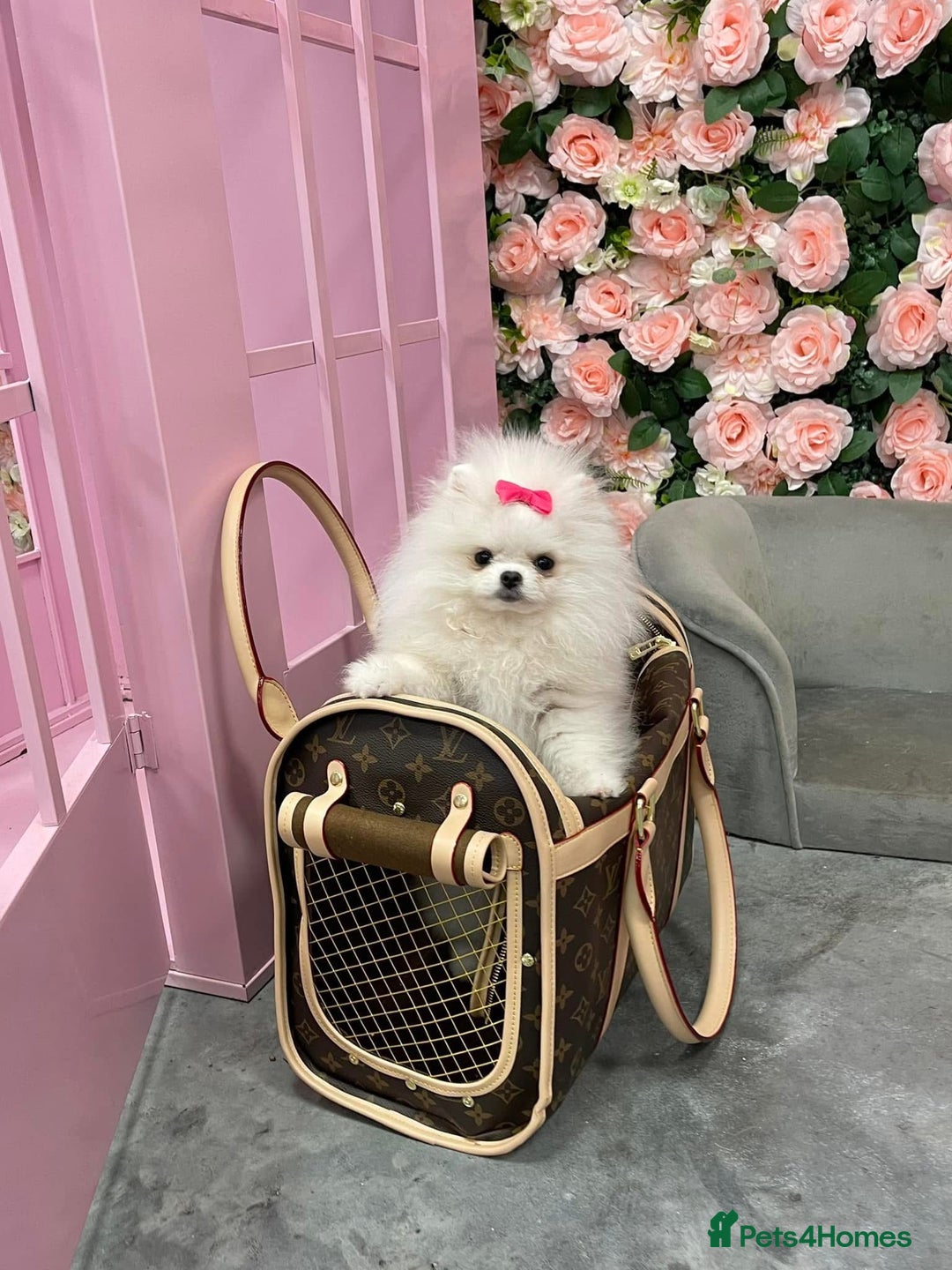 Pomeranian dogs for sale: Tiny white Pomeranian girl Russian import - Image 4