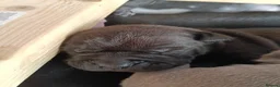 Staffordshire Bull Terrier dogs for sale: New staffy litter in Doncaster - Advert 5