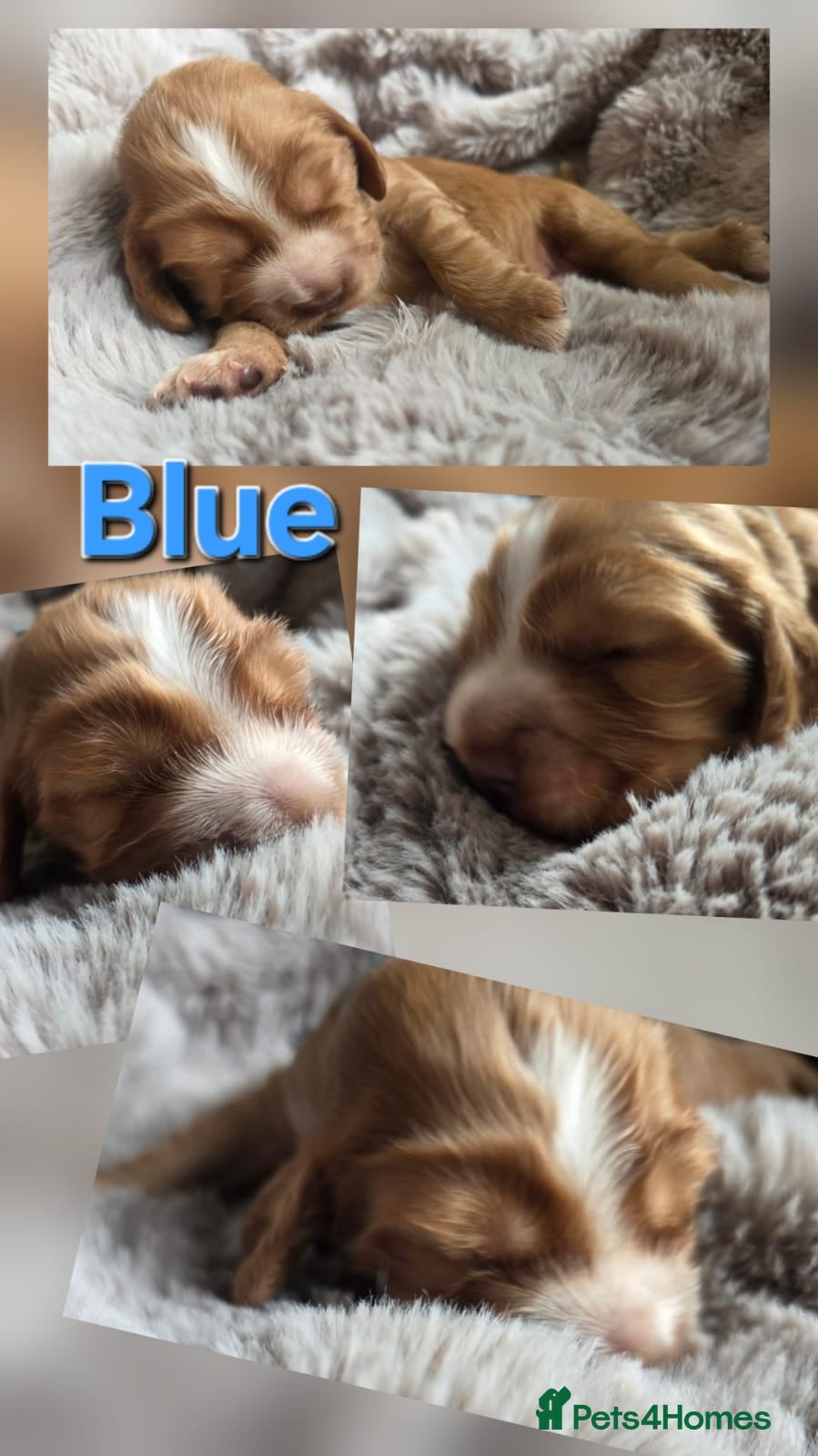 Cocker Spaniel dogs RKC SHOW COCKER SPANIEL PUPPIES EXTENSIVELY HEALTH - Advert 1