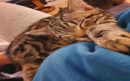 Domestic Shorthair cats for sale: Beautiful cats need rehoming  - Image 9