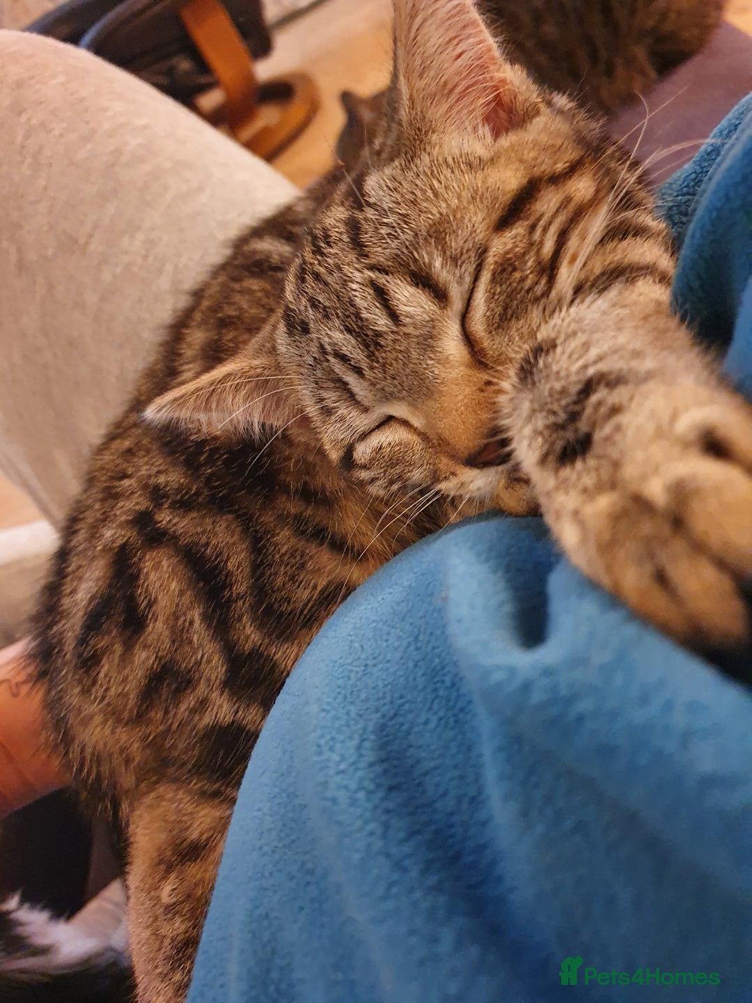 Domestic Shorthair cats for sale: Beautiful cats need rehoming  - Image 9