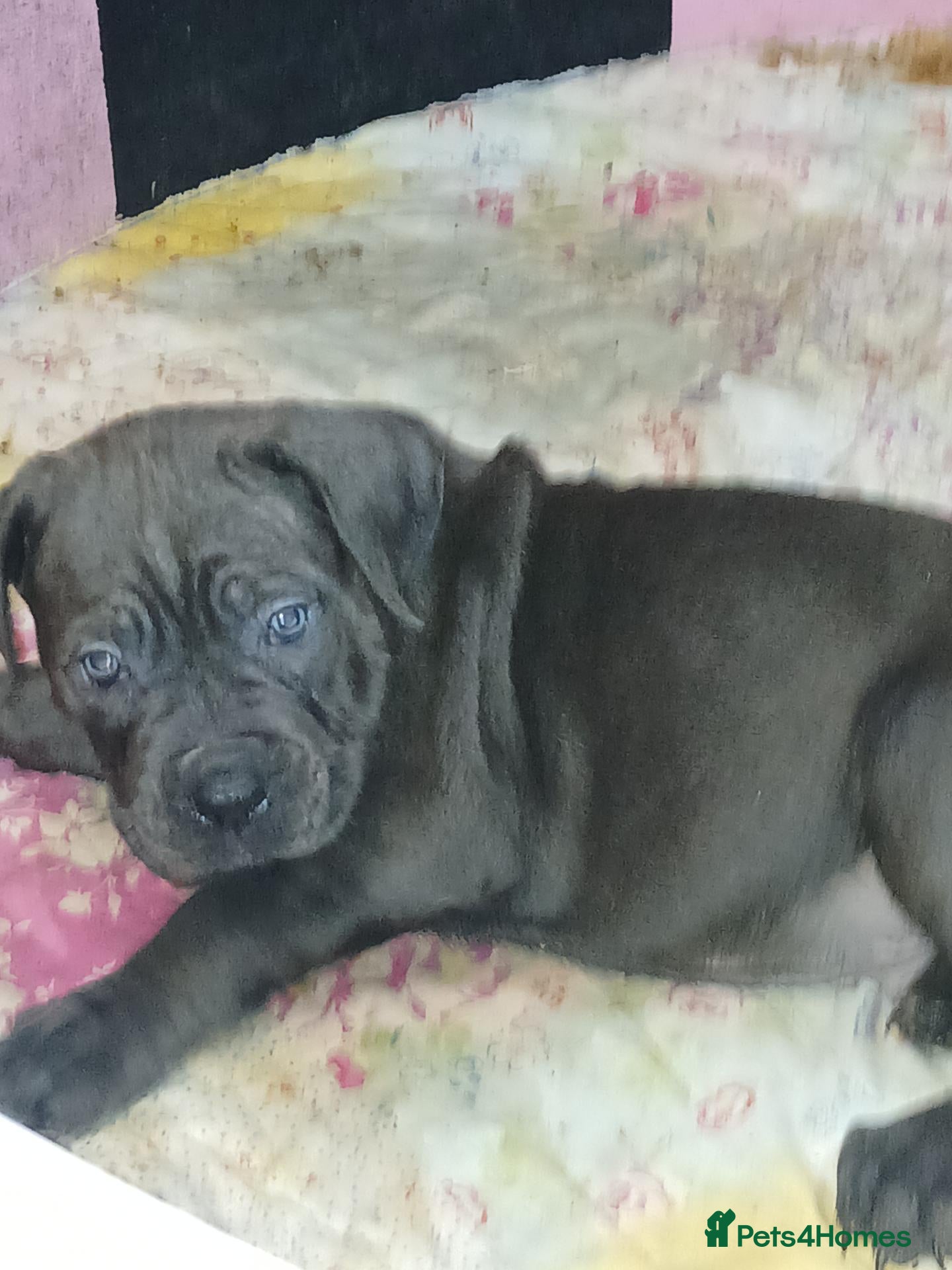 Cane Corso dogs for sale:  ICCF REGISTERED CANE CORSO PUPPYS  - Advert 14