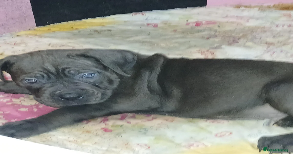 ICCF REGISTERED CANE CORSO PUPPYS for sale in Coventry | Pets4Homes