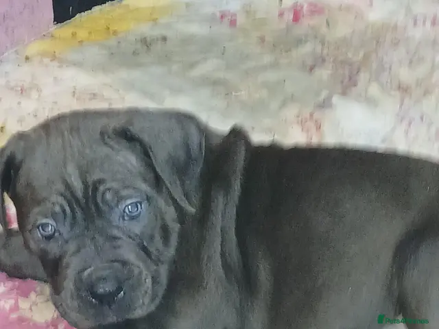 Cane Corso dogs for sale: ICCF REGISTERED CANE CORSO PUPPYS - Advert 14