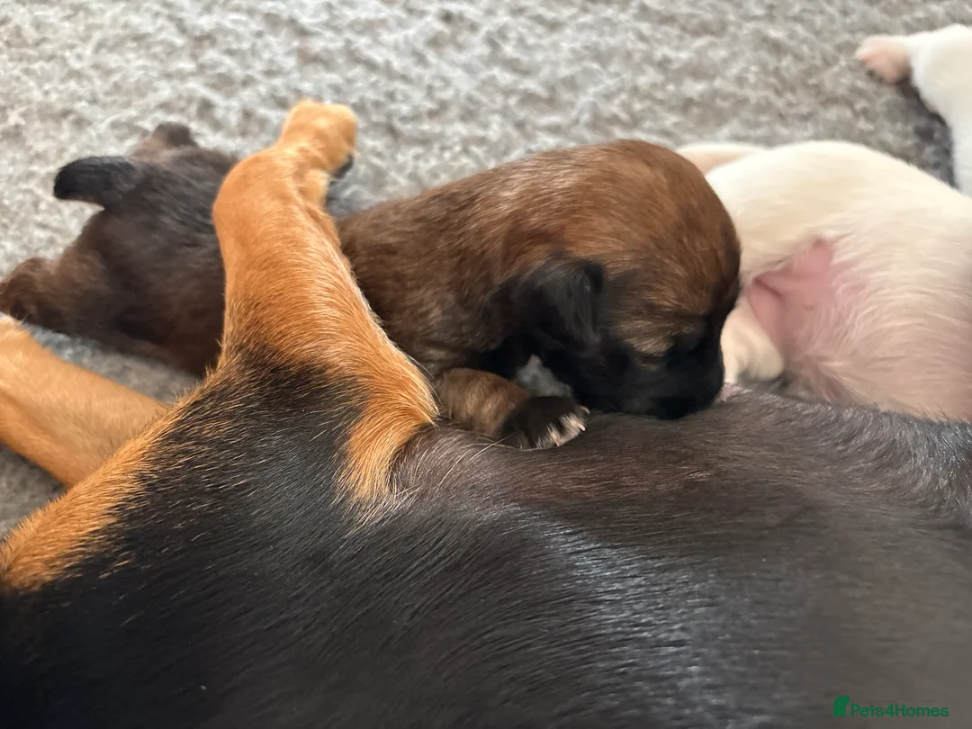 Jack Russell dogs for sale: Delightful Miniature Jack Russell Pups - Advert 20