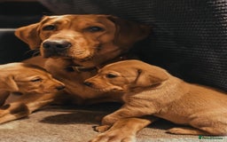 Labrador Retriever dogs for sale: Red pups due - Image 1