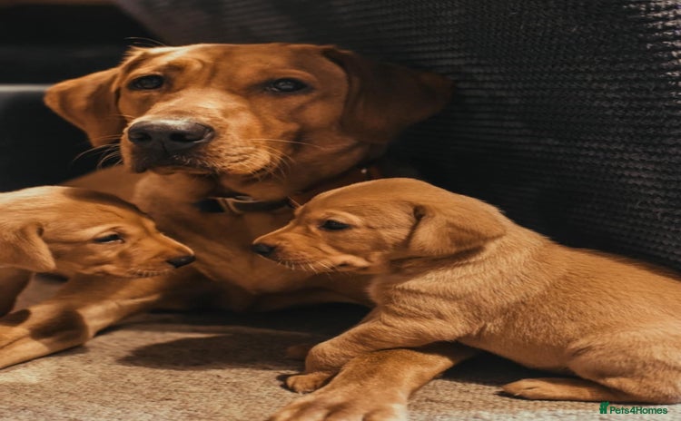 Labrador Retriever dogs - Advert 16
