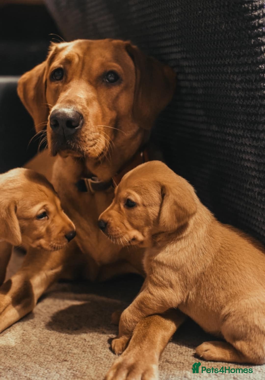 Labrador Retriever dogs for sale: Red pups due - Image 1