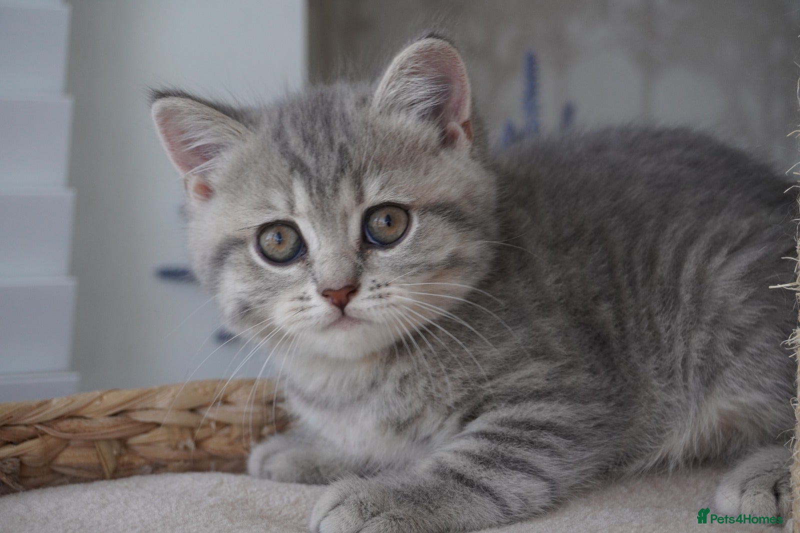Munchkin cats 🍇🫐Munchkin Kittens - Advert 1