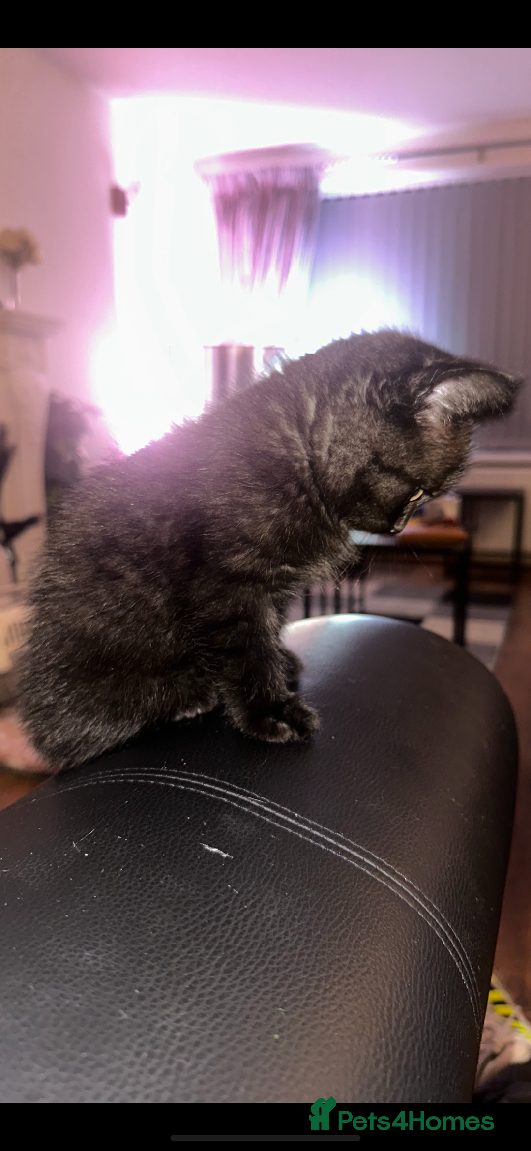 British Shorthair cats for sale: British short hair kitten chocolate brown - Image 8