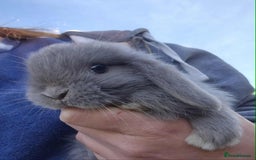 Mini Lop rabbits for sale:  blue split mini lop buck and  baby mini lop boys  - Image 6