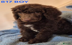 Standard Poodle dogs for sale: KC reg Brown Parti & phantom Standard Poodle pups - Image 21
