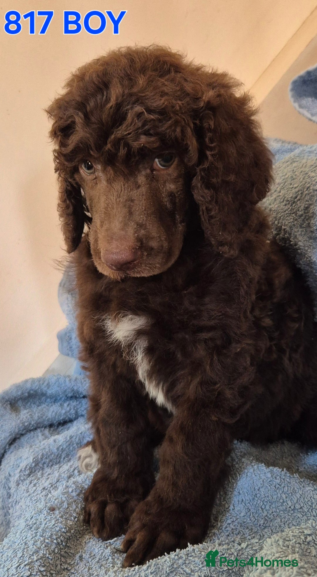 Standard Poodle dogs for sale: KC reg Brown Parti & phantom Standard Poodle pups - Image 21